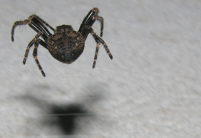 Nuctenea sp.